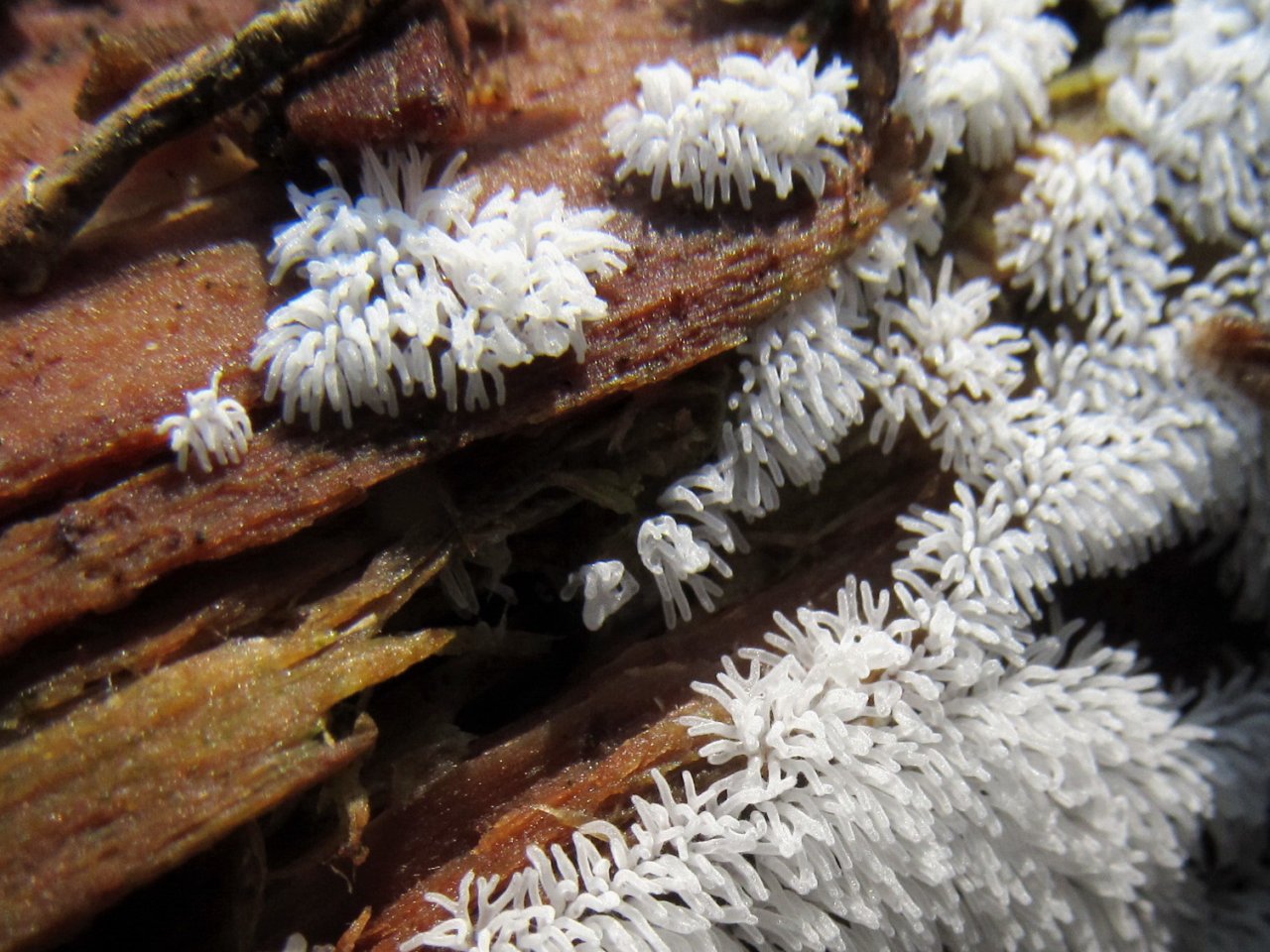 Ceratiomyxa fruticulosa