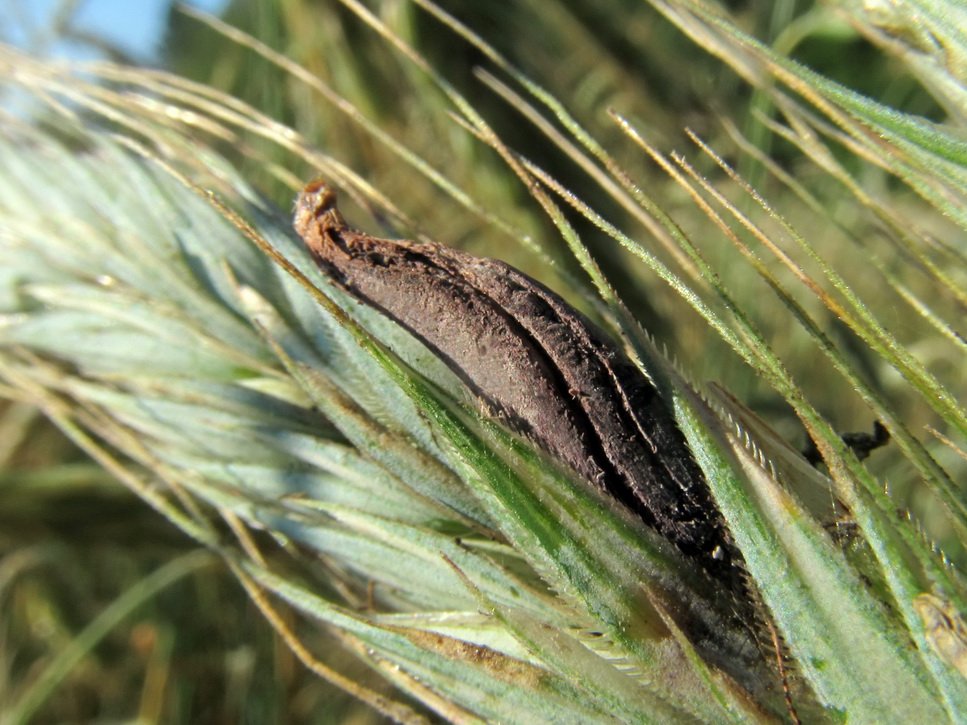 Claviceps purpurea