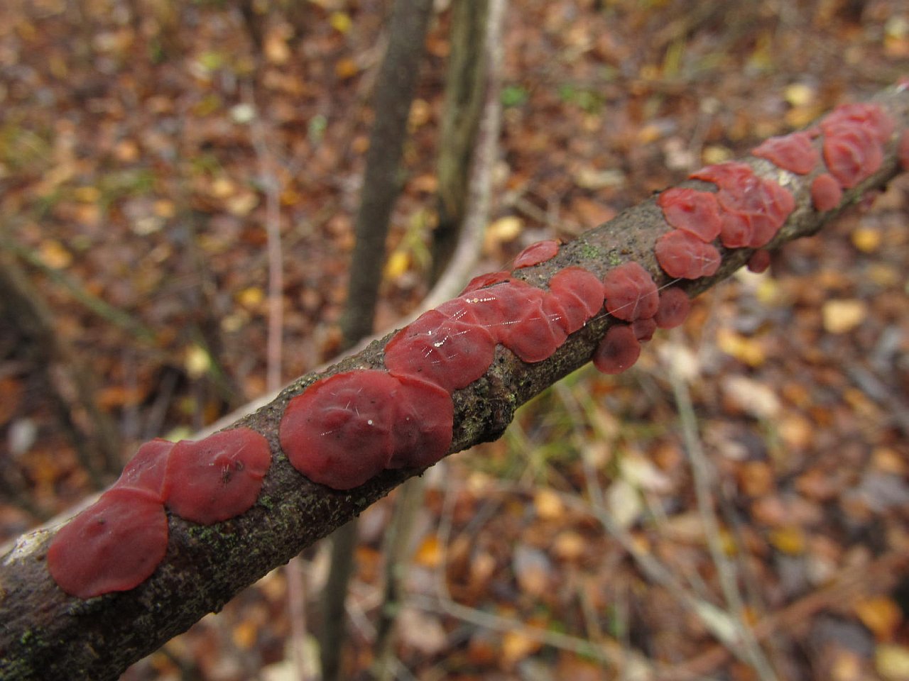 Cytidia salicina