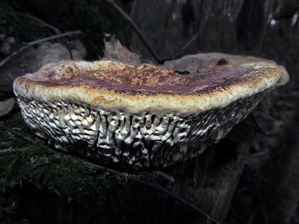 Daedalea quercina