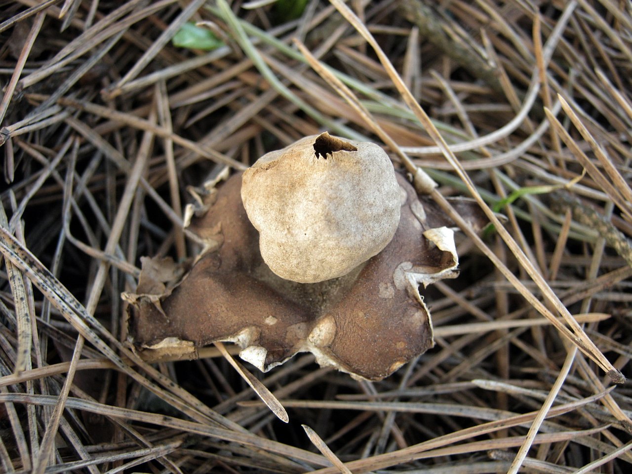 Geastrum