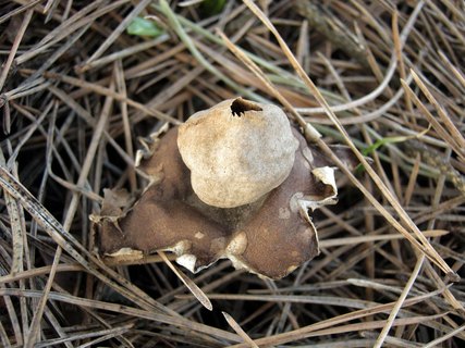 Geastrum fimbriatum
