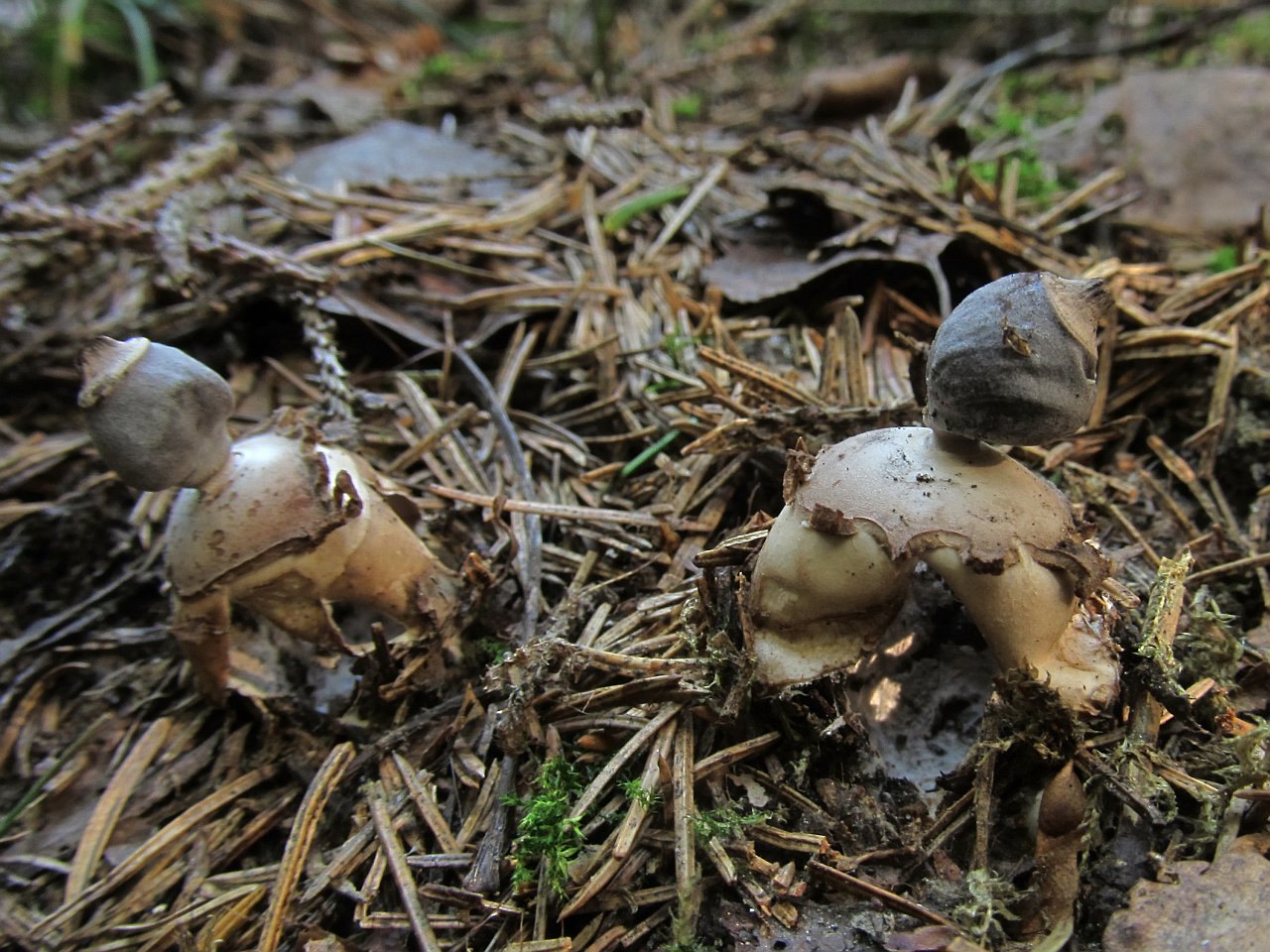 Geastrum fornicatum