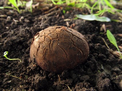 Geastrum melanocephalum