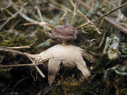Geastrum minimum