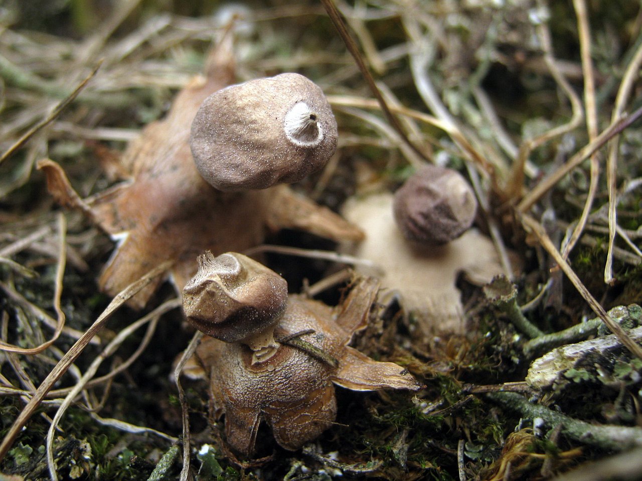 Geastrum minimum