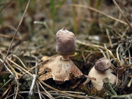 Geastrum minimum