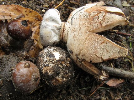 Geastrum striatum