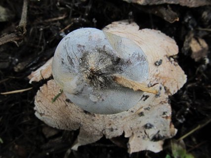 Geastrum striatum