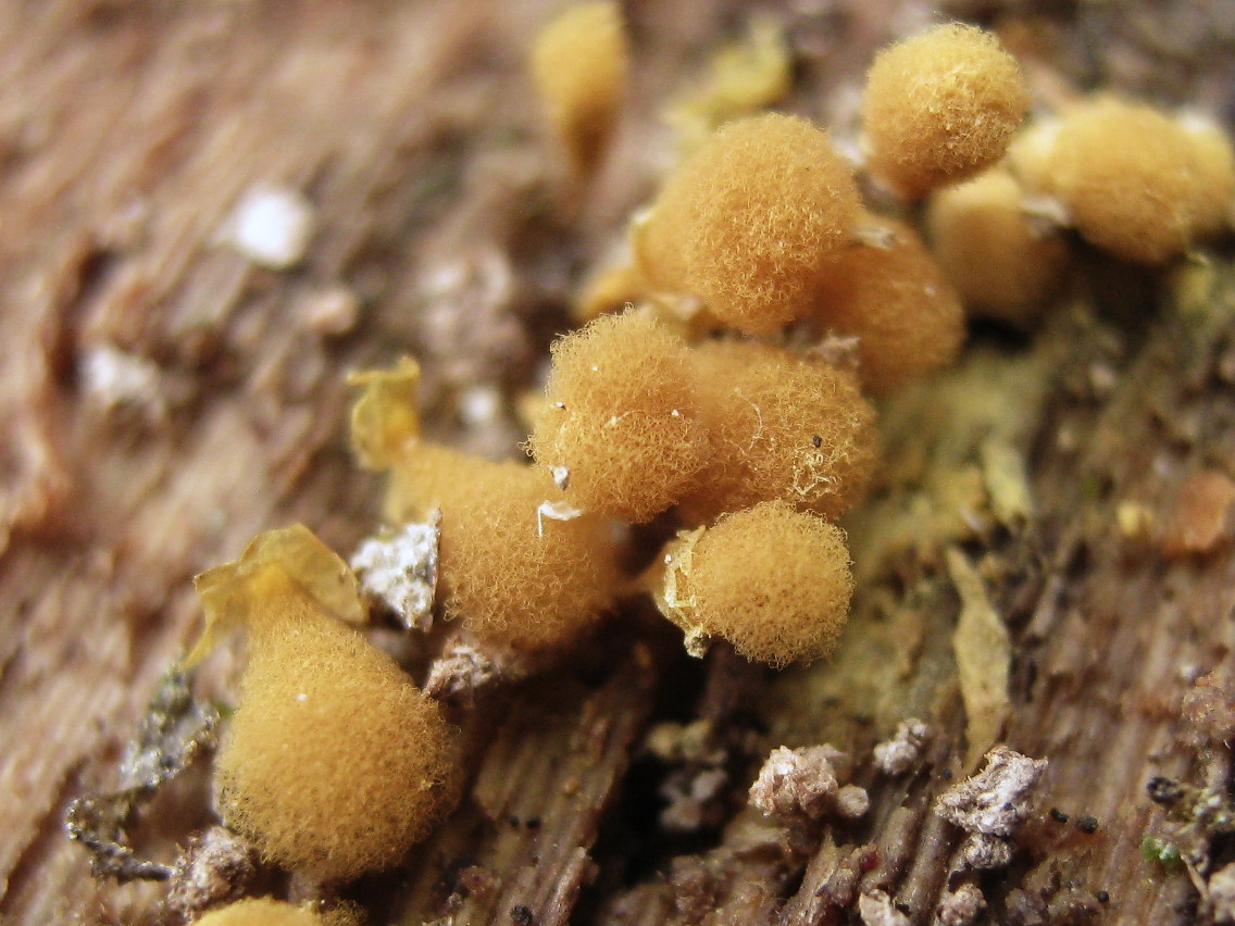 Hemitrichia calyculata