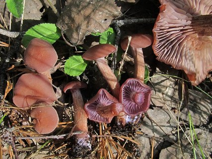 Laccaria bicolor