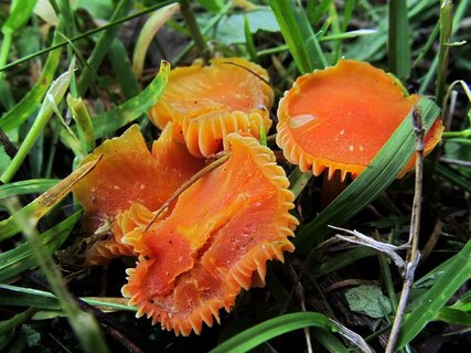 Hygrocybe cantharellus