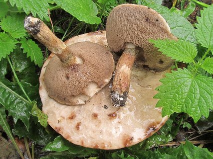 Suillus aeruginascens