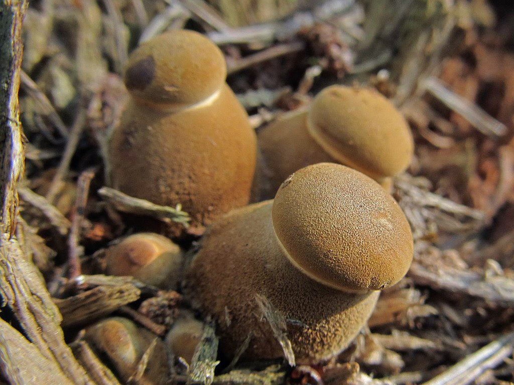 Tapinella atrotomentosa