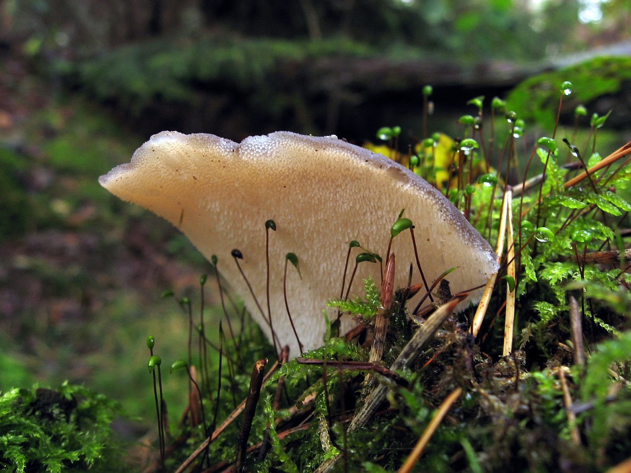 Pseudohydnum