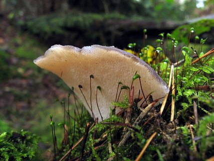 Pseudohydnum gelatinosum