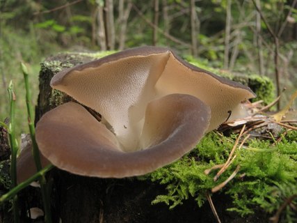 Pseudohydnum gelatinosum