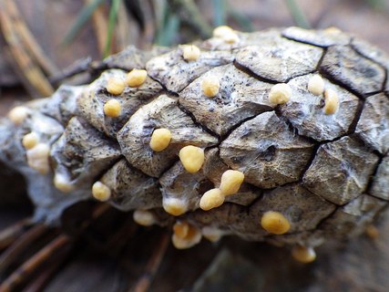 Coleosporium tussilaginis