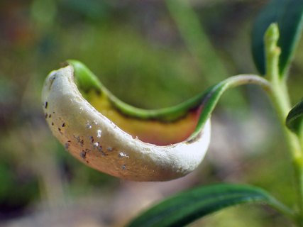 Exobasidium vaccinii