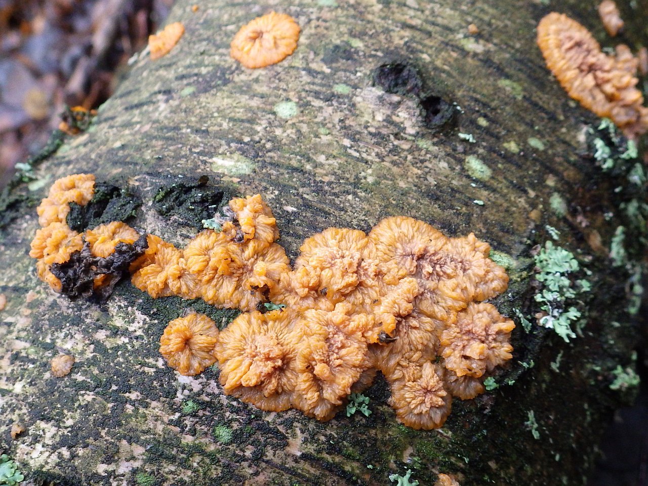 Phlebia