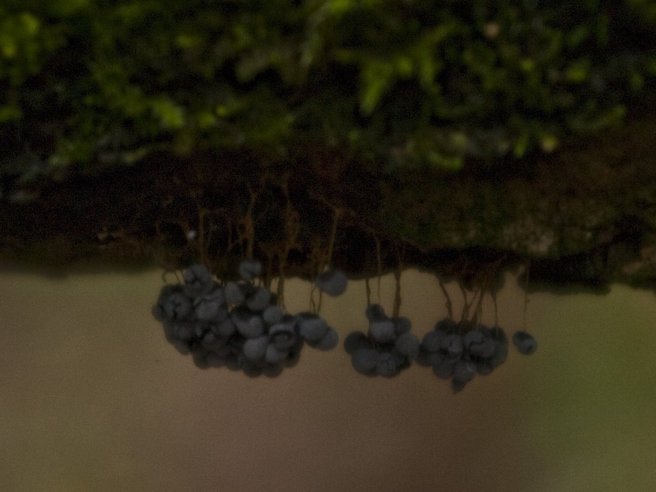 Physarum