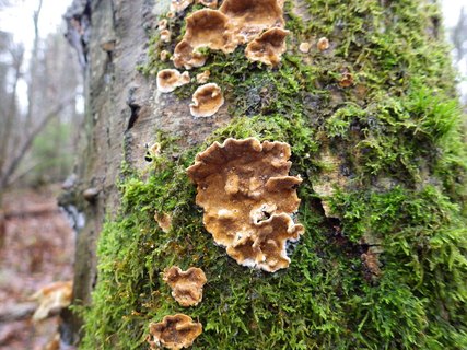 Stereum rugosum