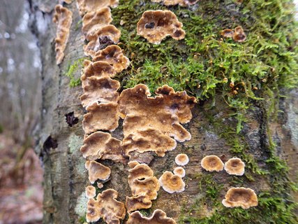 Stereum rugosum