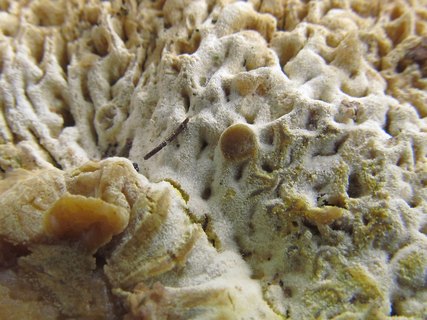 Hypomyces chrysospermus