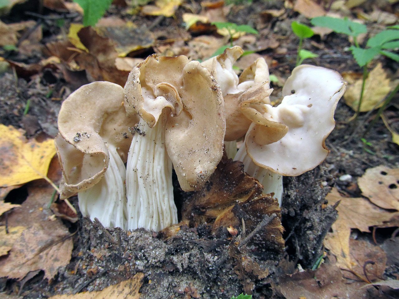 Helvella crispa