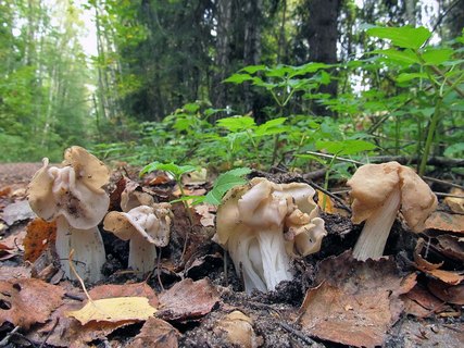 Helvella crispa