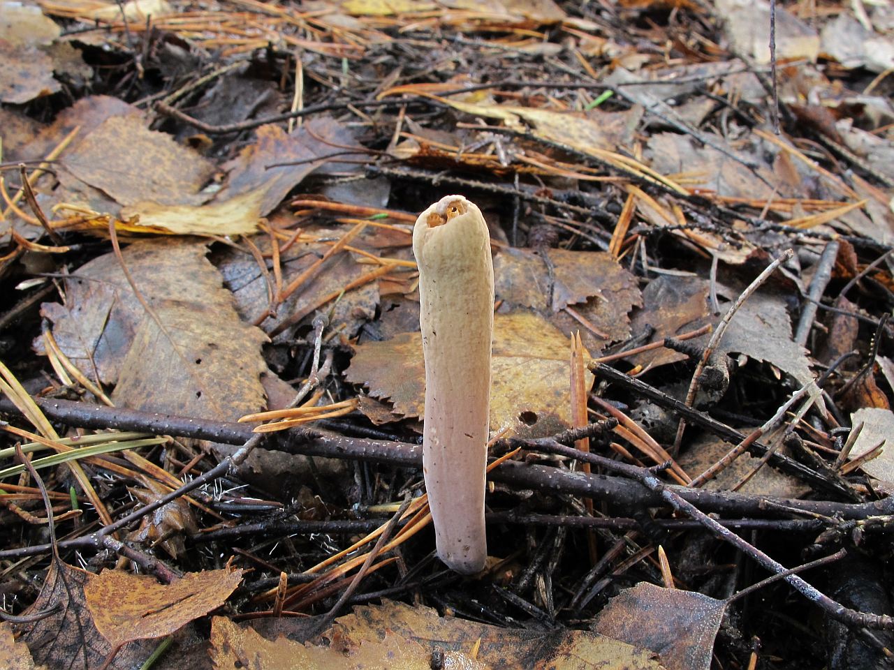 Clavariadelphus ligula