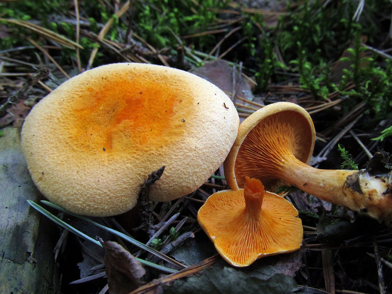 Hygrophoropsis aurantiaca