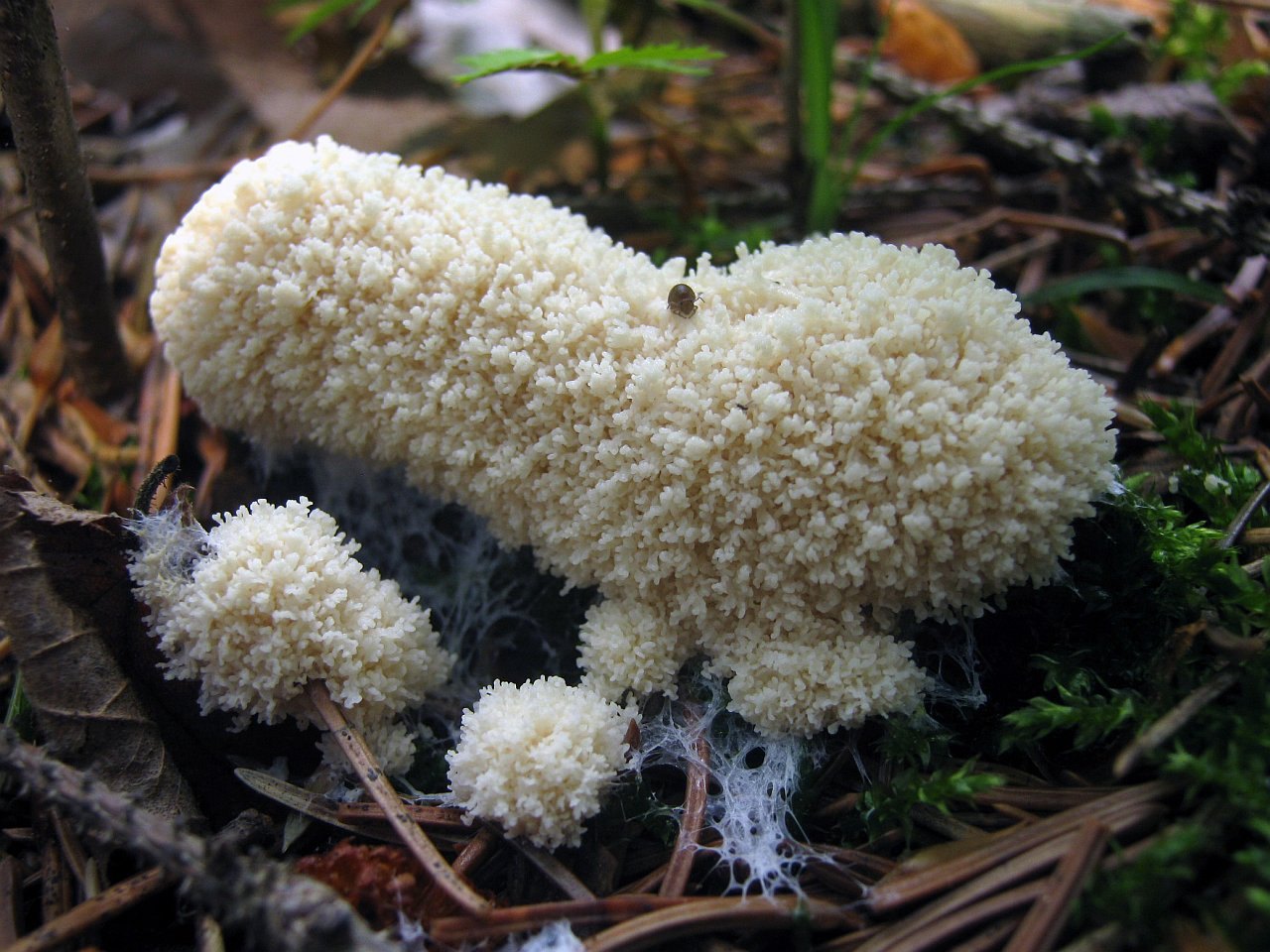 Mucilago