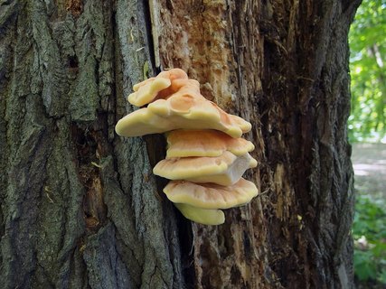 Laetiporus sulphureus