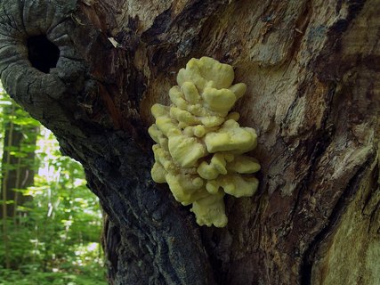 Laetiporus sulphureus