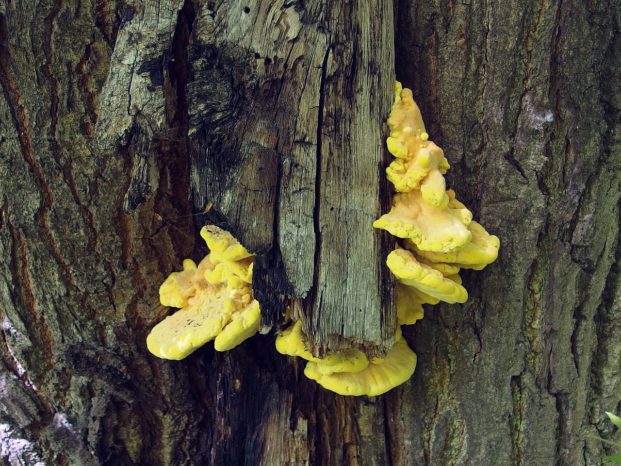 Laetiporus sulphureus