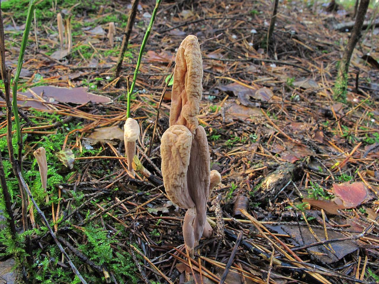 Clavariadelphus ligula