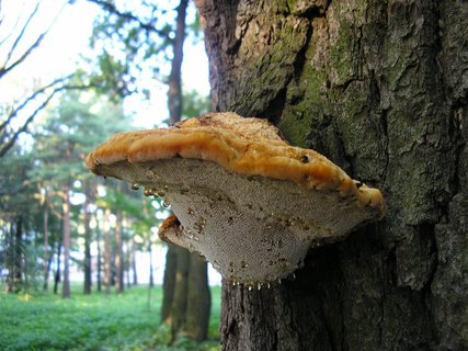 Inocutis dryophila