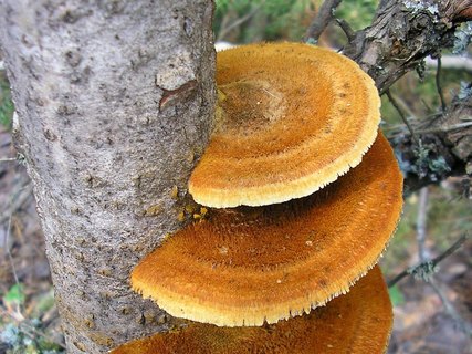 Inocutis rheades