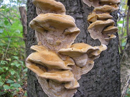 Xanthoporia radiata
