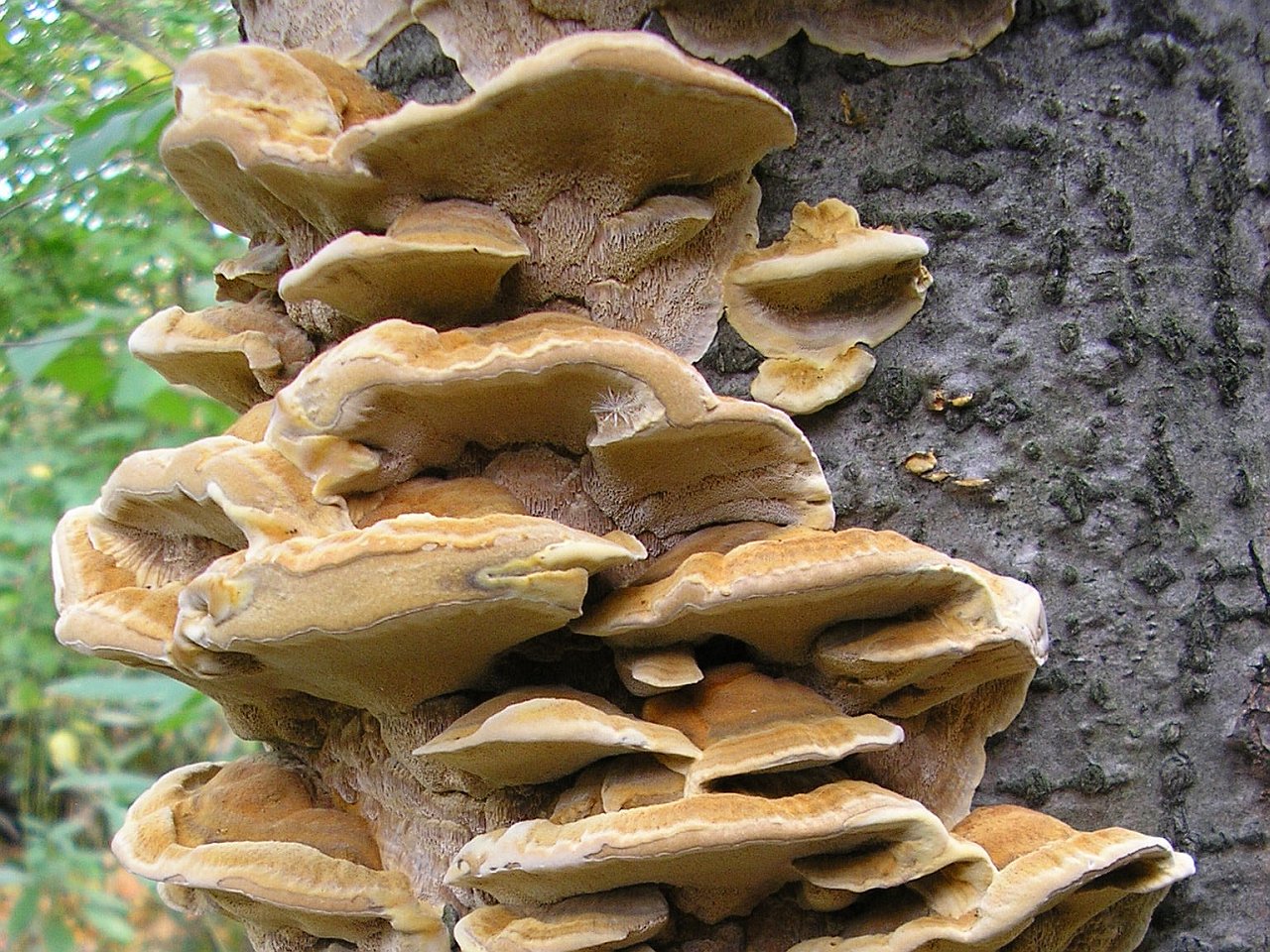Xanthoporia radiata