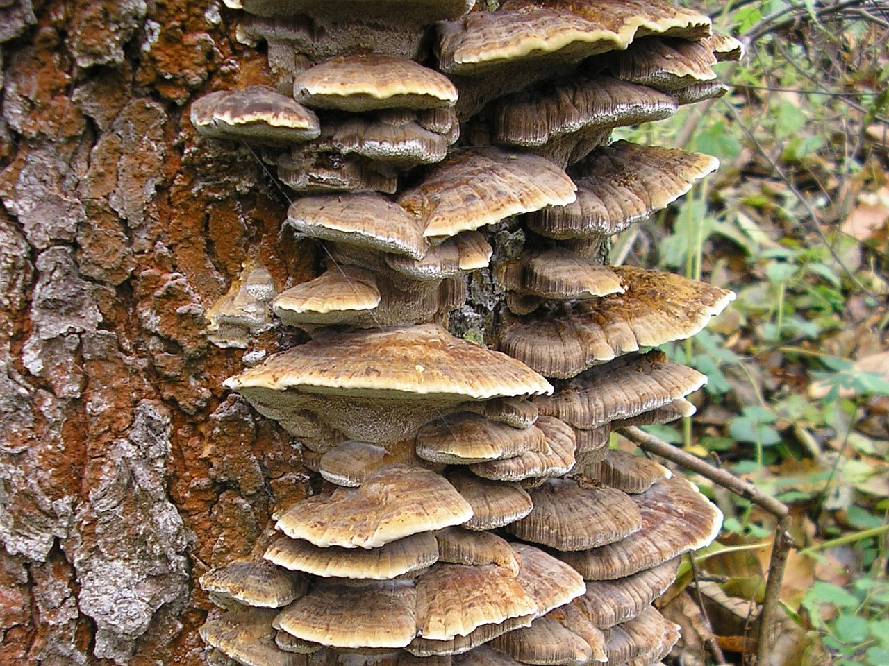 Xanthoporia radiata