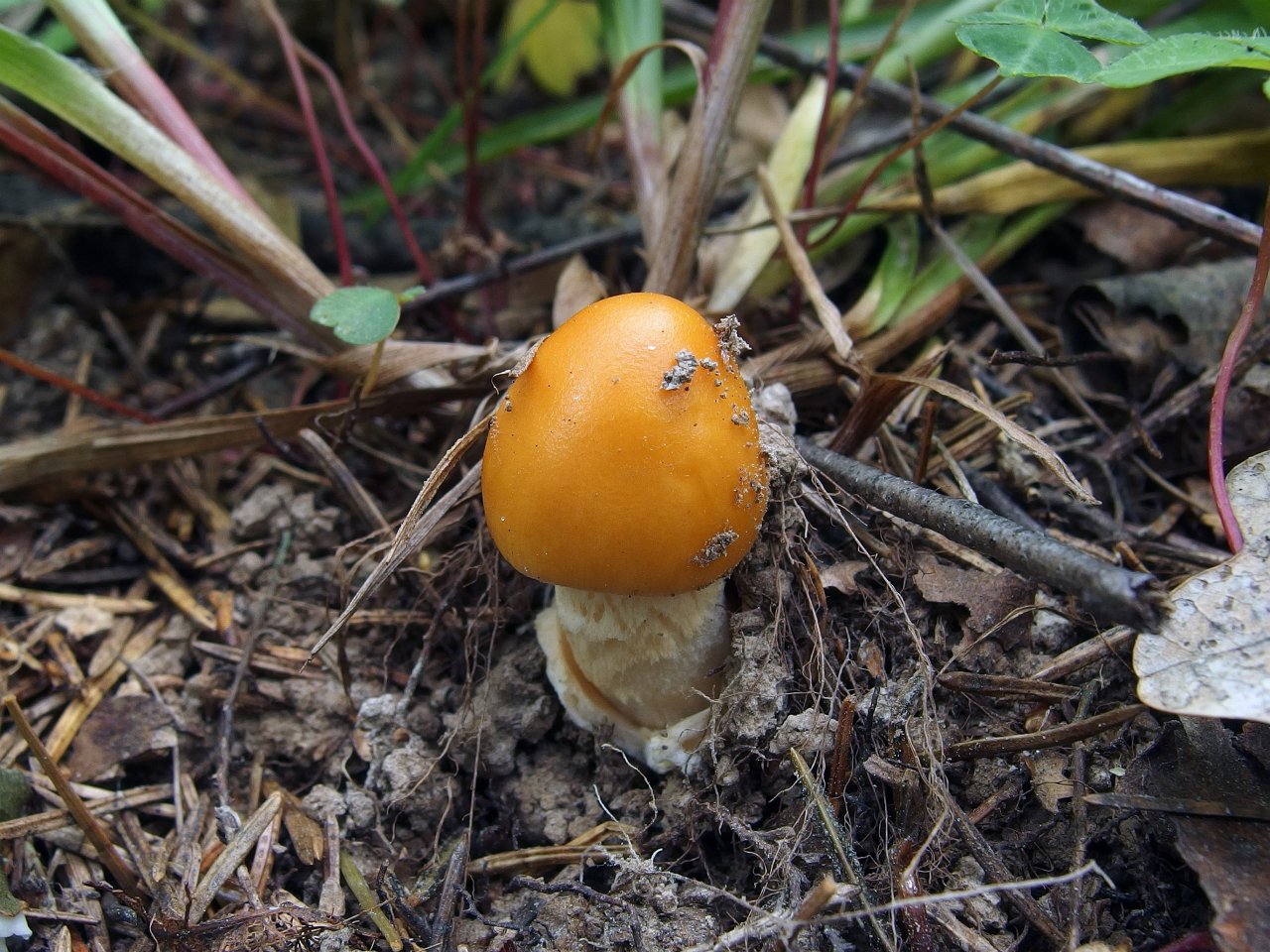 Amanita crocea – Поплавок шафрановый