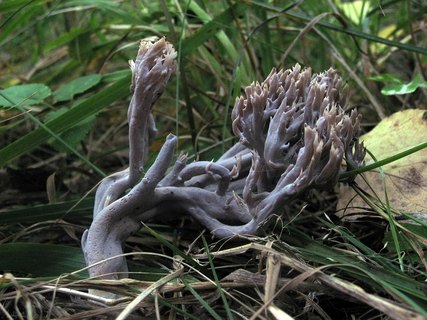 Clavulina cinerea