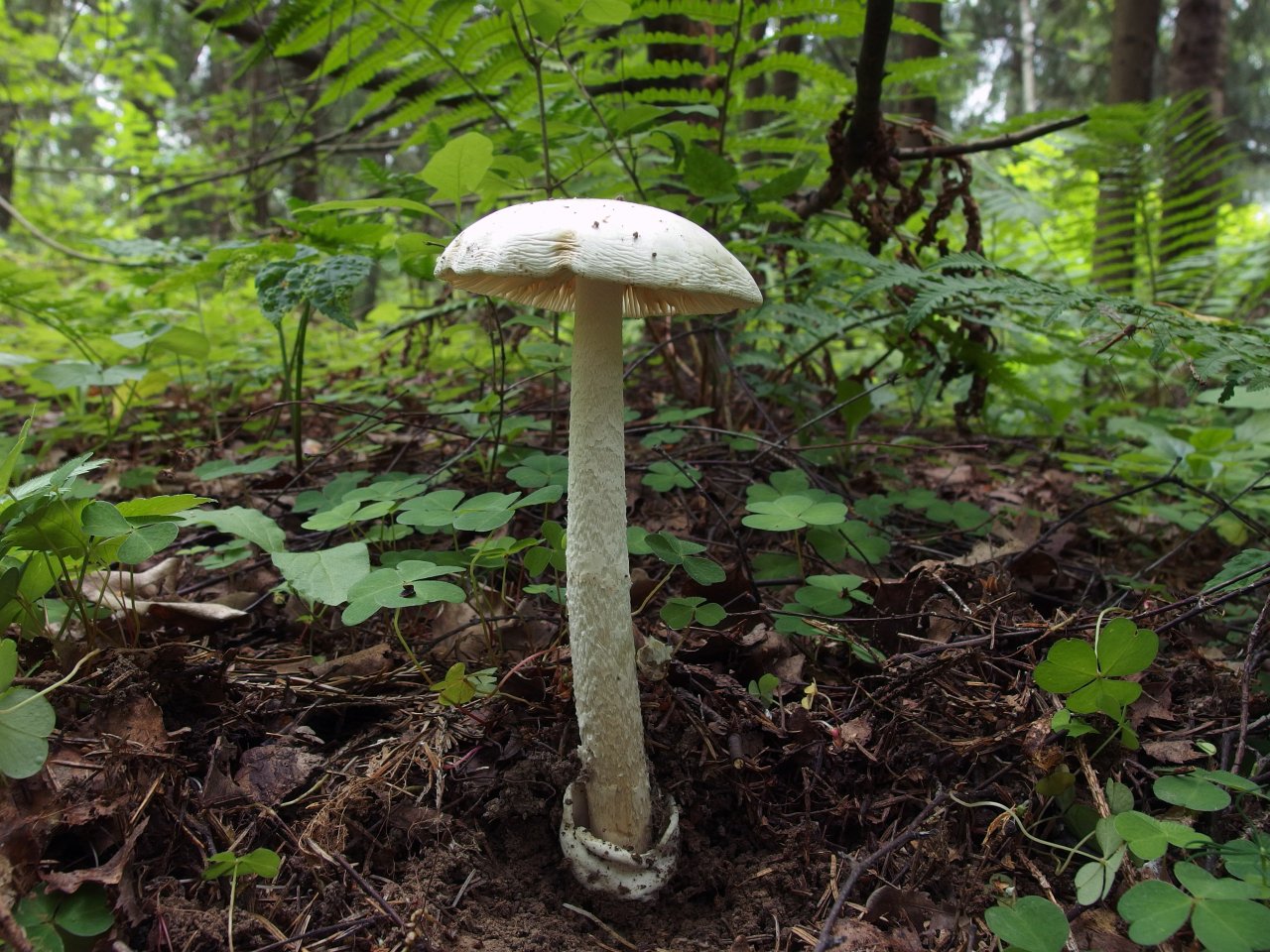 Amanita virosa