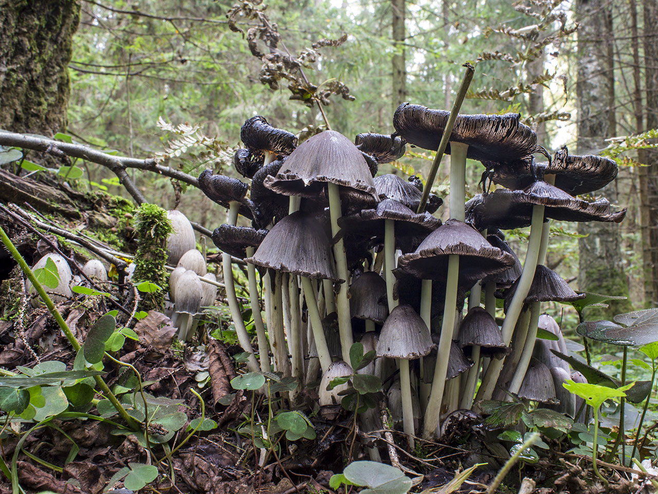 Coprinopsis atramentaria