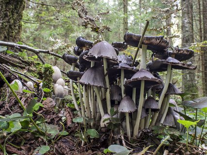 Coprinopsis atramentaria