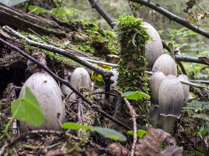 Coprinopsis atramentaria