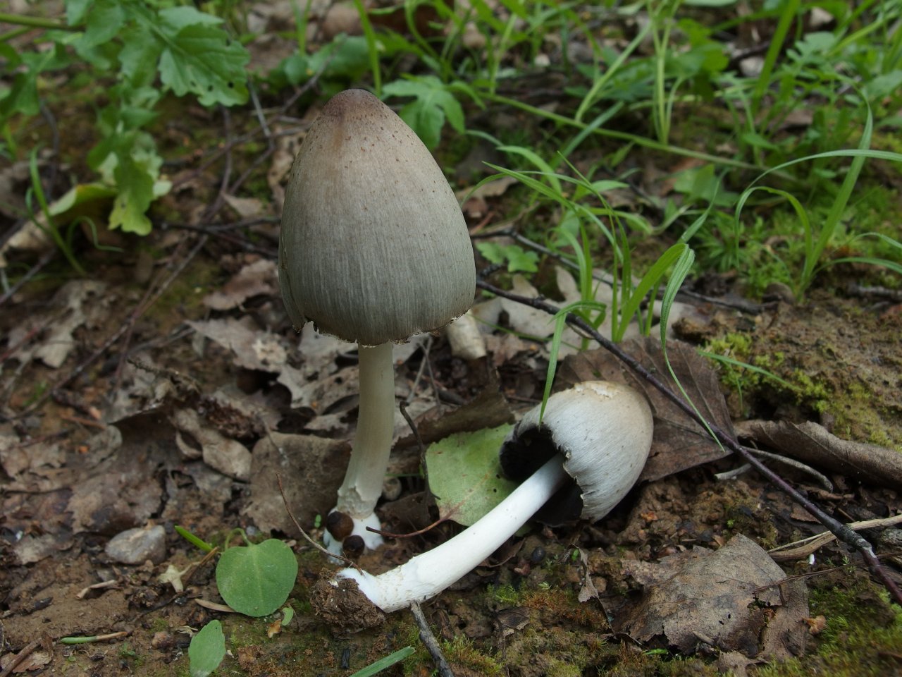 Coprinopsis atramentaria