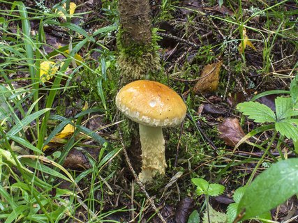 Cortinarius triumphans